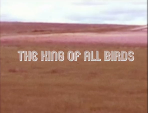 Watch Aoife O'Donovan's Lyric Video for 'The King of All Birds'