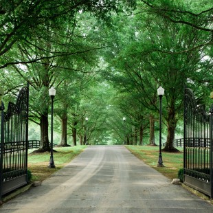 The first look at the property. Nothing is quite so quintessentially southern as a long, winding lane lined with gigantic oak trees.
