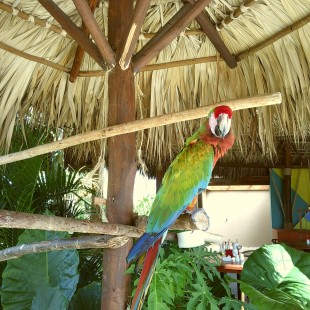 A friendly macaw.