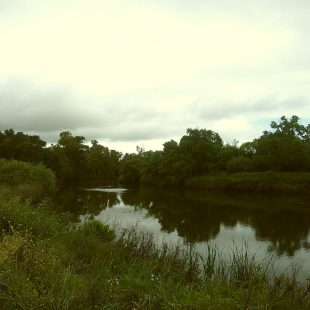 The Napa River, lovely under overcast skies.
