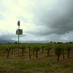 Vineyards beneath gray skies at Frogs Leap Winery in Rutherford, CA.