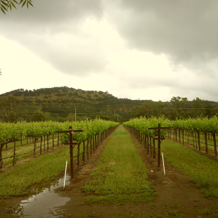 A little rain and a few puddles won't deter Live in the Vineyard! The clouds cleared just in time for the fun to begin.