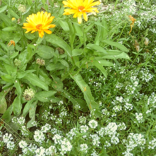 Calendula and sweet alyssum in bloom, California spring in full force. The gardens at each location and winery were stunning.