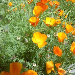 The ever-famous California poppies, in full bloom.